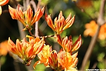 s7608_ARC-Foto_Rhododendron.jpg