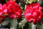 s7639_ARC-Foto_Rhododendrons_Burg_Visserpark.jpg