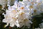 s7640_ARC-Foto_Rhododendrons_Burg_Visserpark.jpg