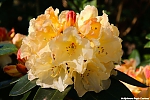 s7642_ARC-Foto_Rhododendrons_Burg_Visserpark.jpg