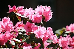 s7645_ARC-Foto_Rhododendrons_Burg_Visserpark.jpg