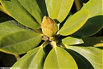 s7647_ARC-Foto_Rhododendrons_Burg_Visserpark.jpg