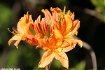 s7606_ARC-Foto_Rhododendron.jpg
