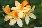 s7611_ARC-Foto_Rhododendron.jpg